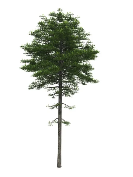 Drzewo Góry Białe Tło — Zdjęcie stockowe