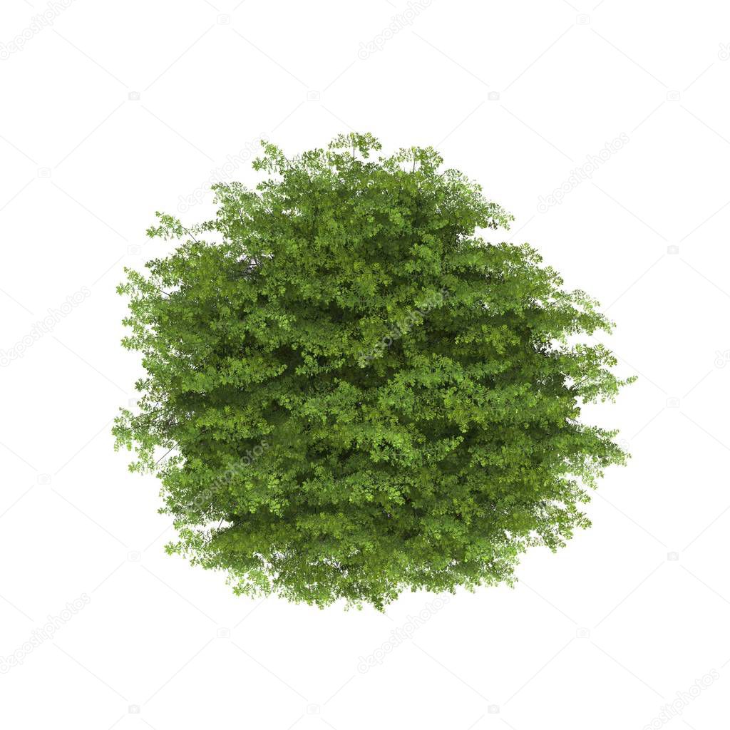 Albero Vista Dall'alto Sfondo Bianco — Foto stock di © chayathon #198591402, image size:1024x1024