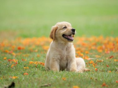 Sevimli köpek yavrusu Golden Retriever parkta oturan.
