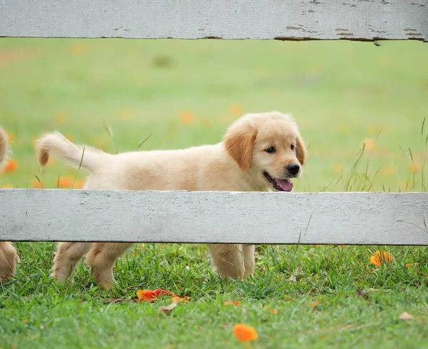 Bonito Filhote Cachorro Golden Retriever Correndo Parque — Fotografia de Stock