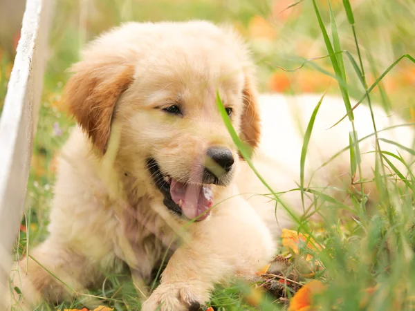 Schattige Puppy Golden Retriever Uitgevoerd Het Park — Stockfoto