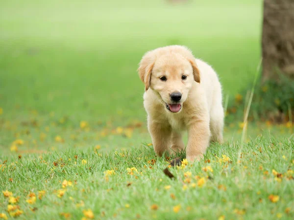 Sevimli Köpek Yavrusu Golden Retriever Parkta Çalıştıran — Stok fotoğraf