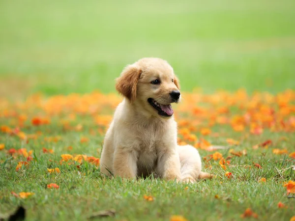 Schattige Puppy Golden Retriever Zit Het Park — Stockfoto
