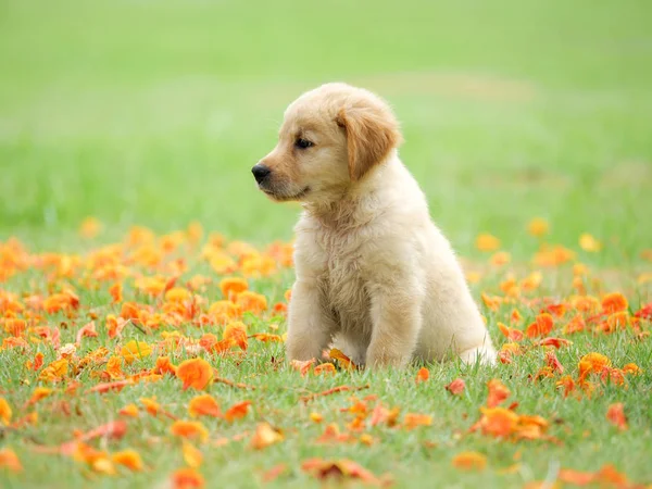 Schattige Puppy Golden Retriever Zit Het Park — Stockfoto