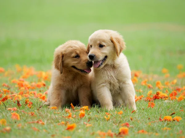 Sevimli köpek yavrusu Golden Retriever parkta çalıştıran.