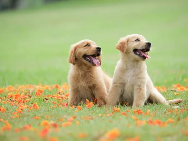 Cute Puppy Golden Retriever Parku — Zdjęcie stockowe