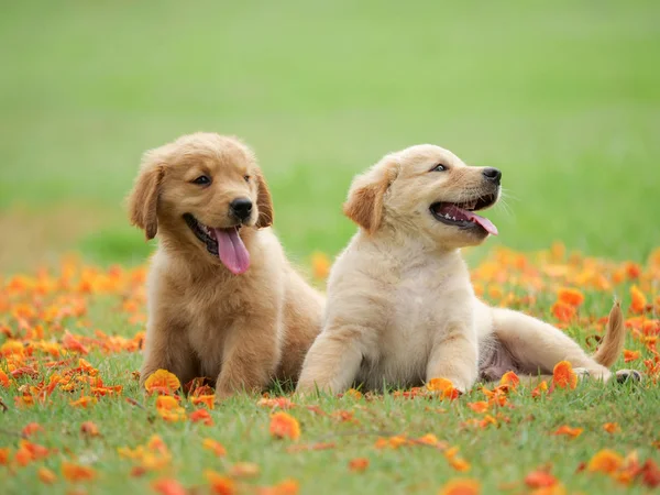 Cute Puppy Golden Retriever Siedzi Parku — Zdjęcie stockowe