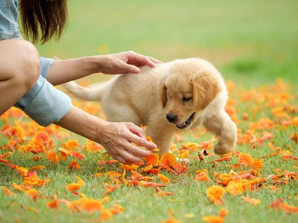 Fechar Mãos Mulher Brincando Com Cão Bonito Golden Retriever Parque — Fotografia de Stock