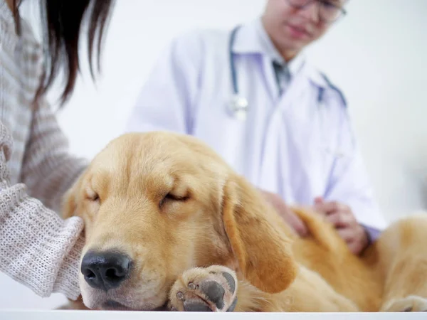 金猎犬会议医生在宠物医院检查身体和获得一些疫苗 — 图库照片