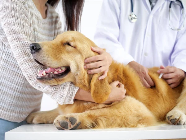 Golden Retriever Meeting Doctor Pet Hospital Checking Body Get Some — Stock Photo, Image