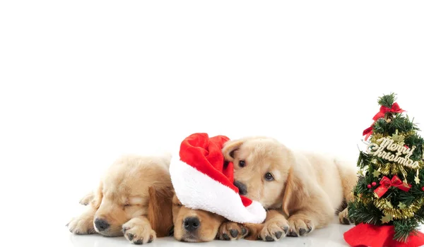 Close Van Schattige Puppy Golden Retivever Leggen Witte Achtergrond Kerstmis — Stockfoto