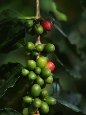 Arabica kahve çekirdeği gruptaki kapatın.