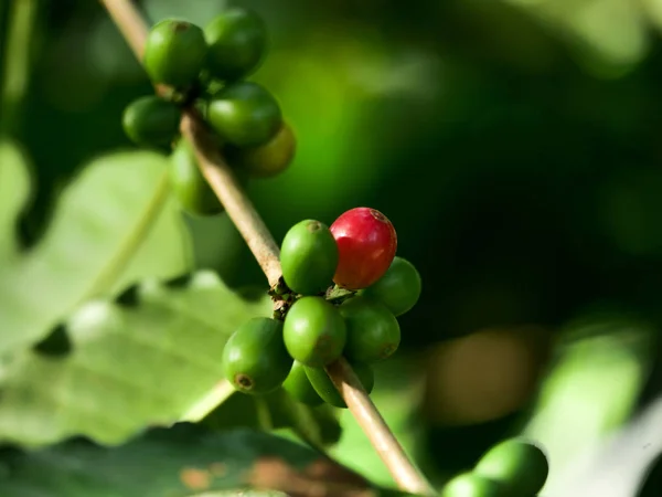 Close up  Arabica coffee bean in farm.