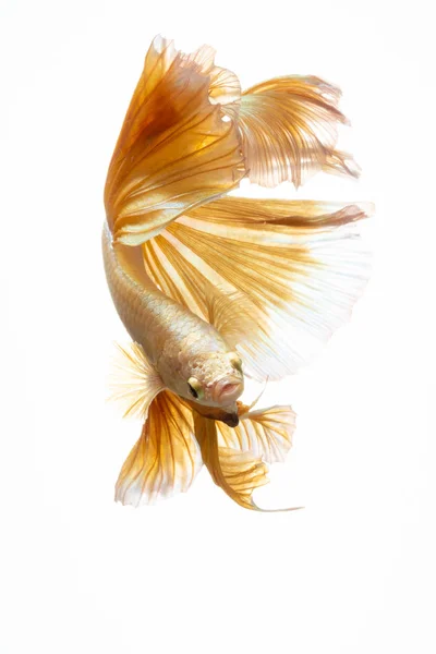 Gul guld färg siamesiska bekämpa fisk Betta rörelse på whi — Stockfoto