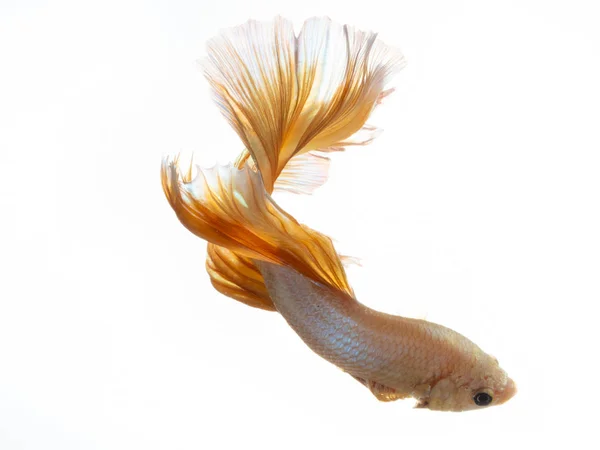Жовтий золотий колір сіамської боротьби з рибою Бетта рух на whi — стокове фото