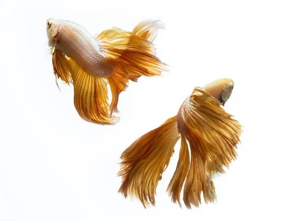 Жовтий золотий колір сіамської боротьби з рибою Бетта рух на whi — стокове фото
