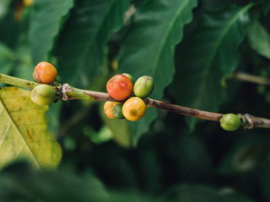 Kahve ağacı arabica kahve çilek tarımsal el ile