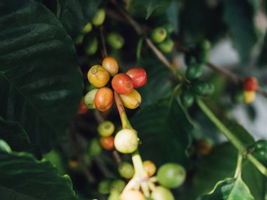 Kahve ağacı arabica kahve çilek  