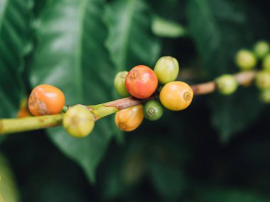 Kahve ağacı arabica kahve çilek  