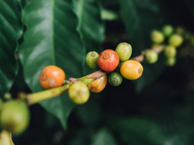 Kahve ağacı arabica kahve çilek  