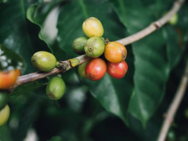 Kahve ağacı arabica kahve çilek  