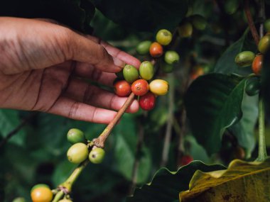 Kahve ağacı arabica kahve çilek tarımsal el ile