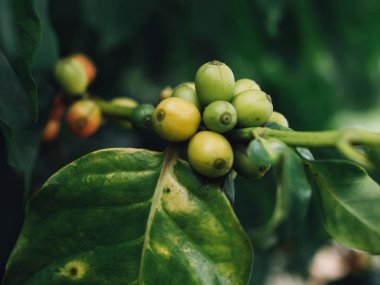 Kahve ağacı arabica kahve çilek  