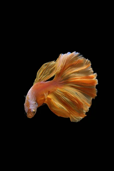 Желто-золотой цвет сиамских боевых рыб. — стоковое фото