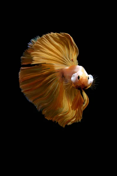 샴 싸움 물고기 betta 태국 물고기 M의 옐로우 골드 색상 — 스톡 사진