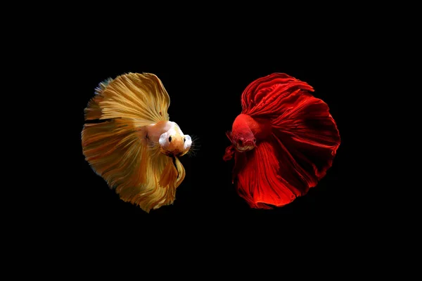 Sárga arany és piros színű Sziámi harcoló hal Betta Thailan — Stock Fotó