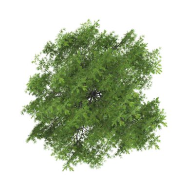 Beyaz arka plan düzeni planında ağaç üst görünümü