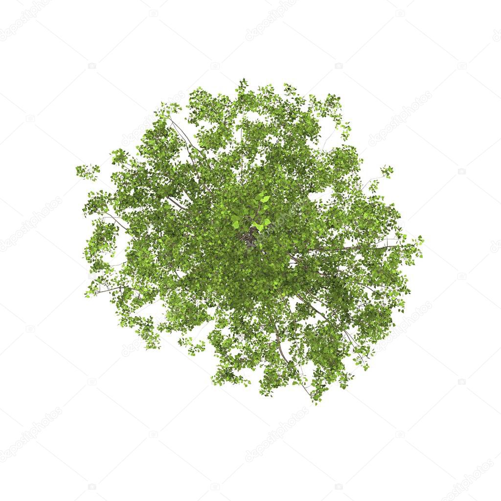 Tree top view on white background layout plan