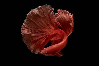 Balık betta Tayland balık hareketi mücadele Siyam kırmızı renk