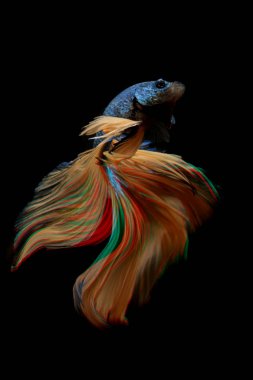 yellow and blue color of Siamese fighting fish betta Thailand fi