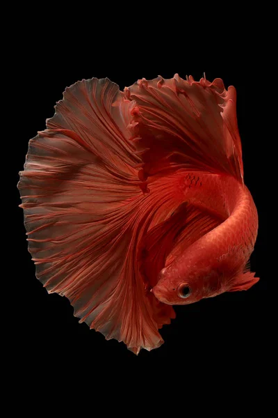Червоний колір сіамських бойових риб Бетта Таїланд рибний рух — стокове фото