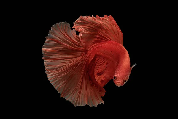 Piros színű Sziámi harcoló hal Betta Thaiföld hal mozgalom — Stock Fotó