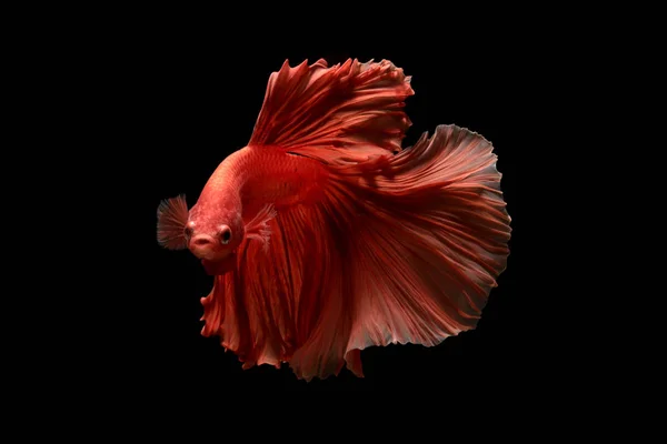 Röd färg på siamesiska Fighting Fish Betta Thailand fisk rörelse — Stockfoto