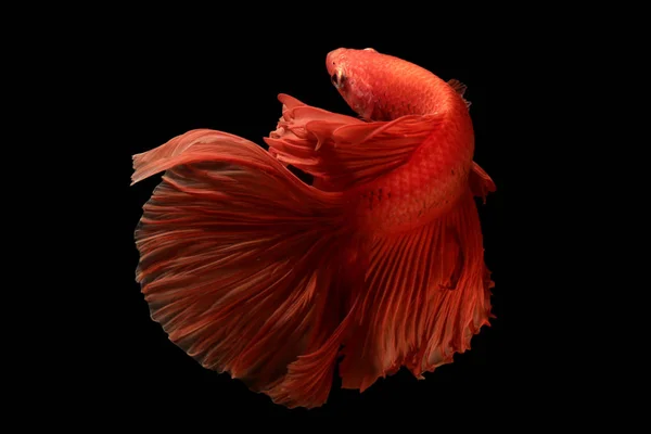 Color rojo de los peces siameses lucha betta Tailandia movimiento de peces —  Fotos de Stock