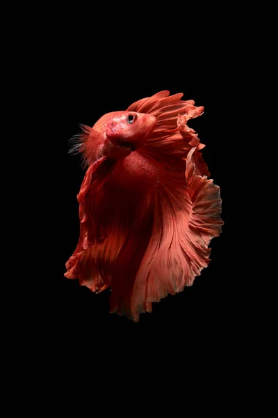 Red  color of Siamese fighting fish betta Thailand fish movement — Stock Photo, Image