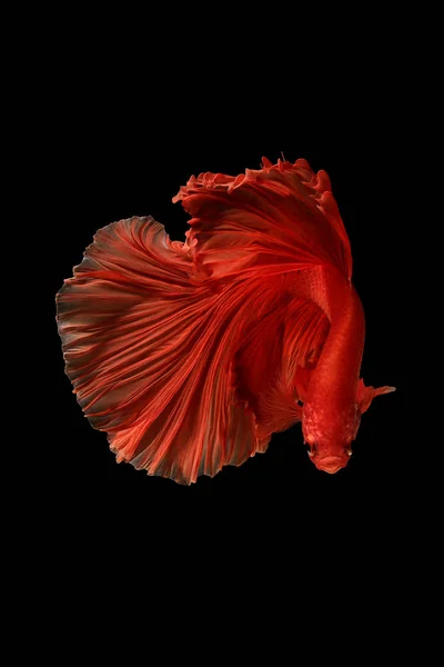 Color rojo de los peces siameses lucha betta Tailandia movimiento de peces —  Fotos de Stock