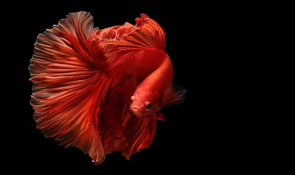 Röd färg på siamesiska Fighting Fish Betta Thailand fisk rörelse — Stockfoto