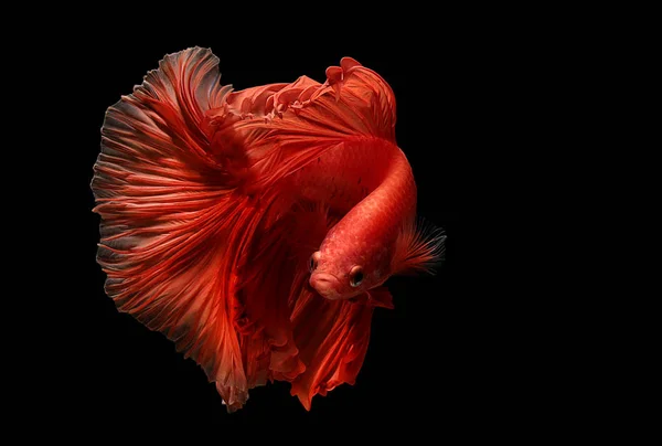 Color rojo de los peces siameses lucha betta Tailandia movimiento de peces —  Fotos de Stock