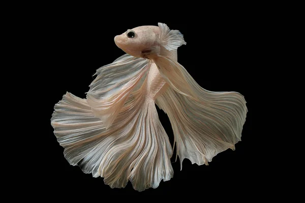 Білий колір сіамських бойових риб Бетта Таїланд риби руху — стокове фото