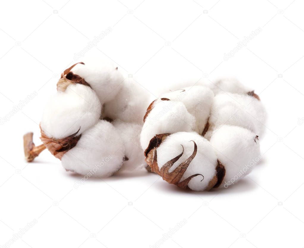 Cotton plant flower isolated on white background