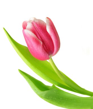 Pembe lale beyaz arkaplanda izole edildi