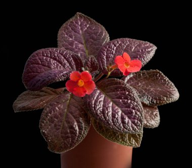 Episcia (Ülke palyaçosu) 