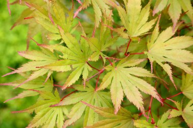 Acer japonicum. Arkaplan kapat