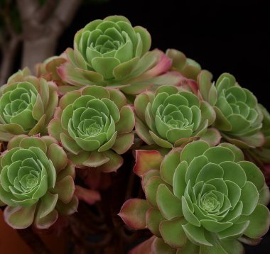 Aeonyum bitkisi kızaran güzel.