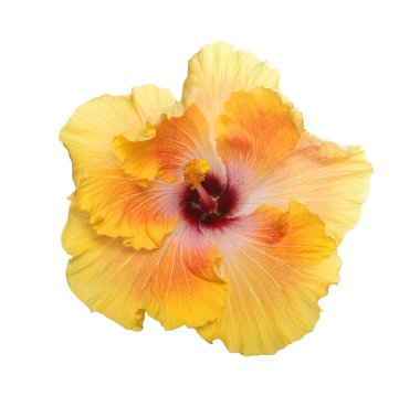 Hibiscus çiçeği. Gürcistan 'ın İncisi. Beyazda izole edilmiş.