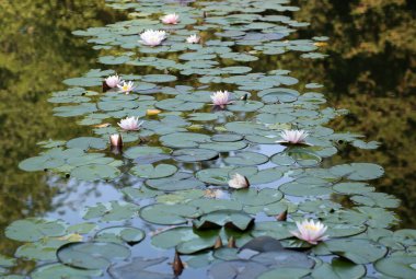 Gölet lotus çiçekleri.